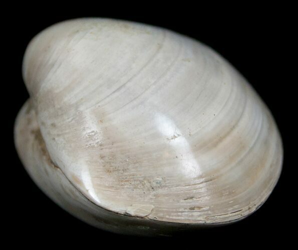 Polished Fossil Clam - Small Size #5284